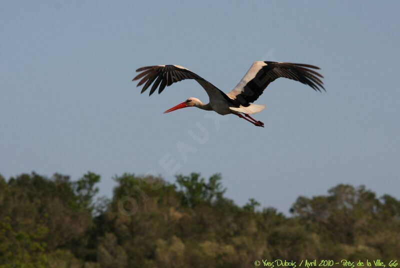 White Stork