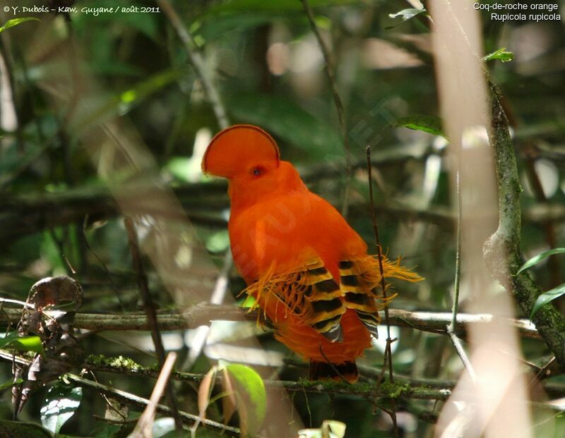 Guianan Cock-of-the-rock