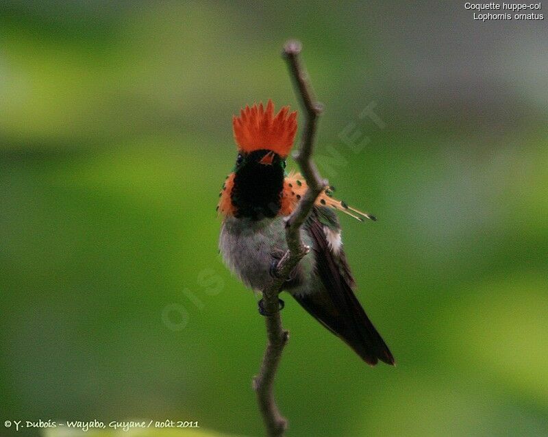 Tufted Coquette