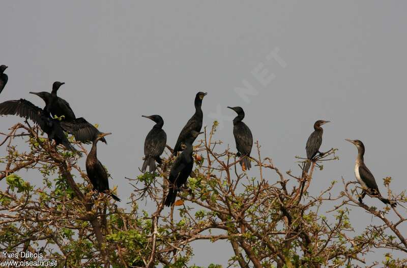 Cormoran de Vieillotadulte, habitat, Comportement