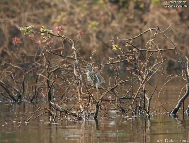 Chinese Pond Heron