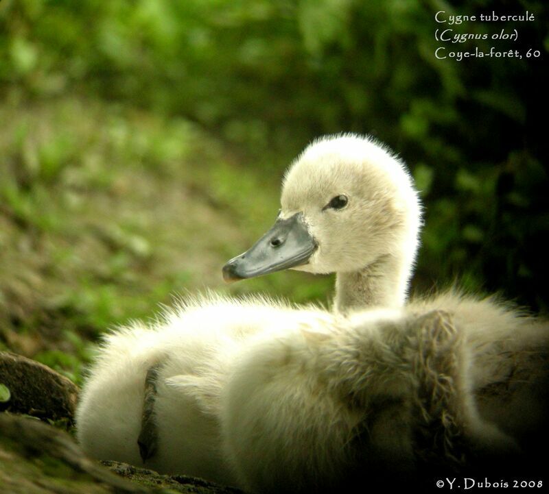 Mute Swan