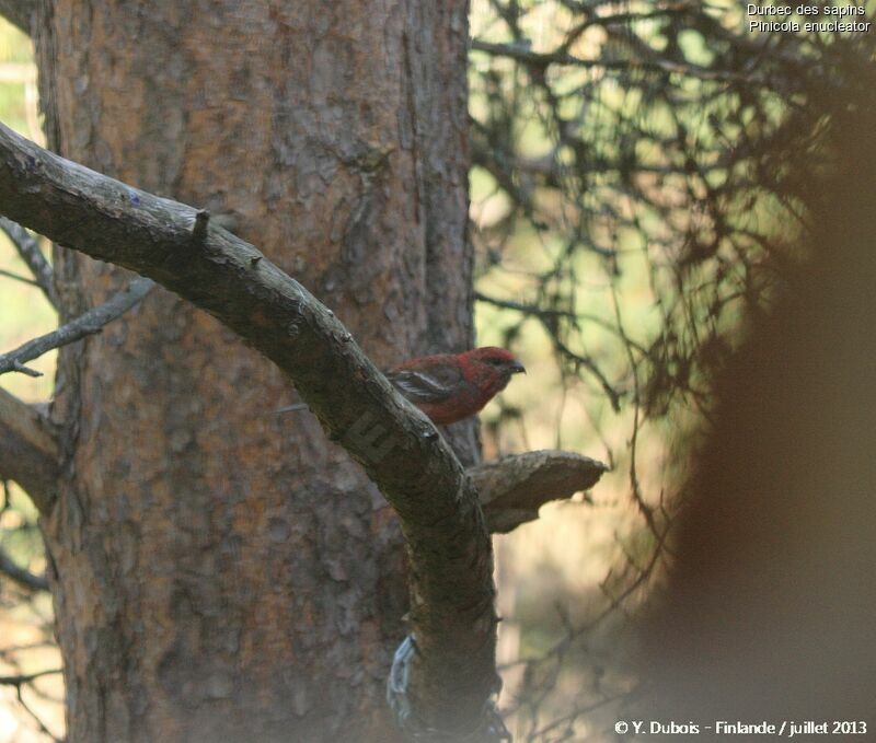 Pine Grosbeak