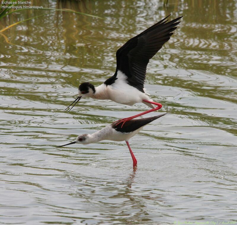 Black-winged Stilt