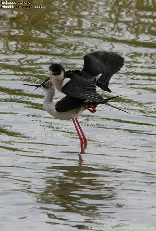 Black-winged Stilt