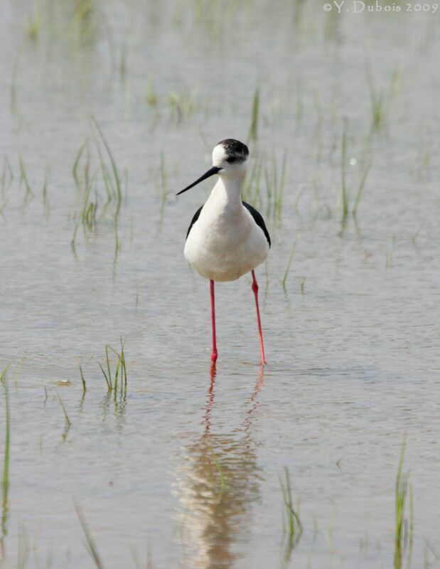 Black-winged Stilt, identification