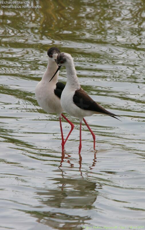 Black-winged Stilt