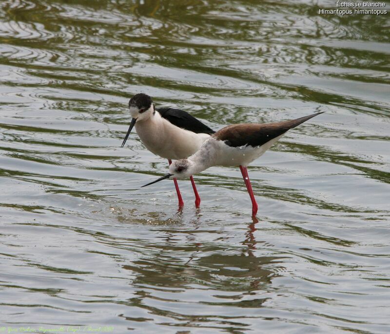 Black-winged Stilt