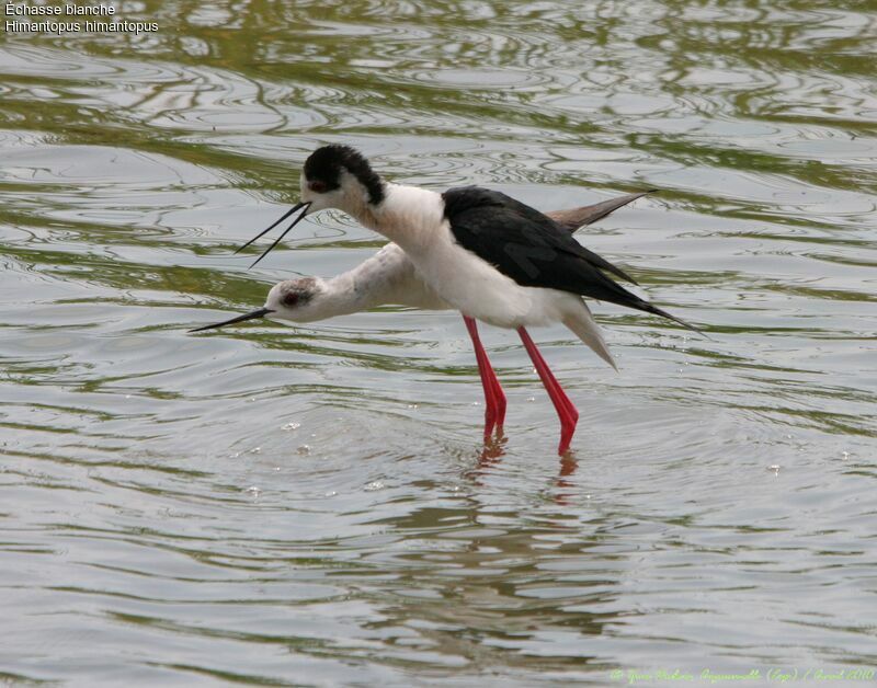 Black-winged Stilt