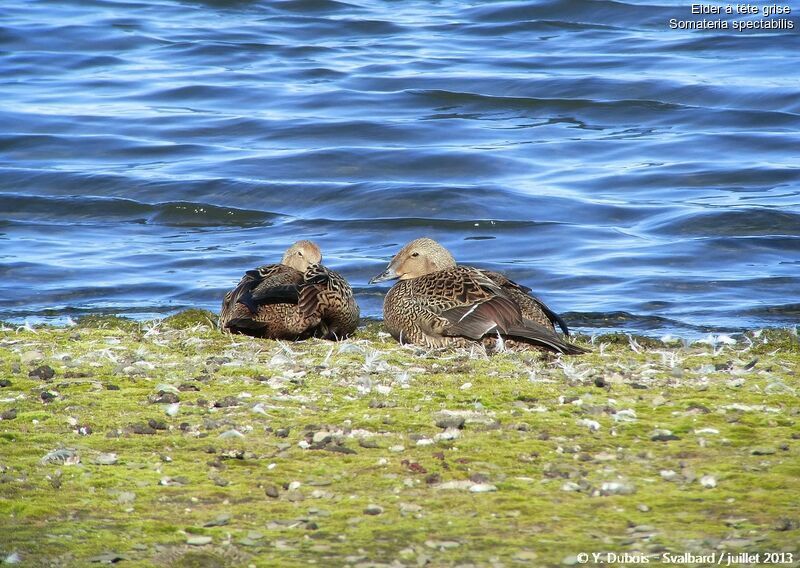 King Eider