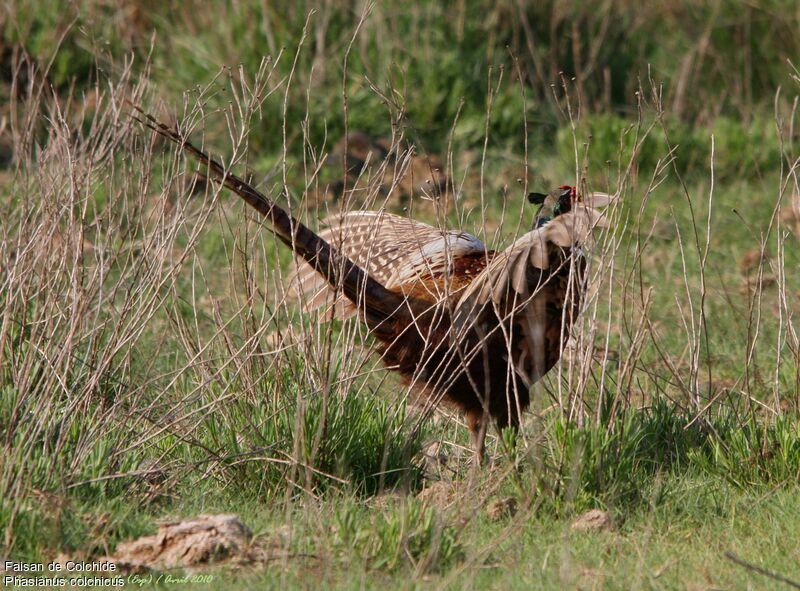 Common Pheasant