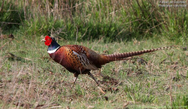 Common Pheasant