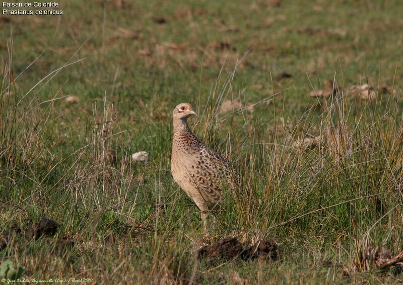 Common Pheasant