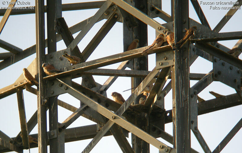 Lesser Kestrel