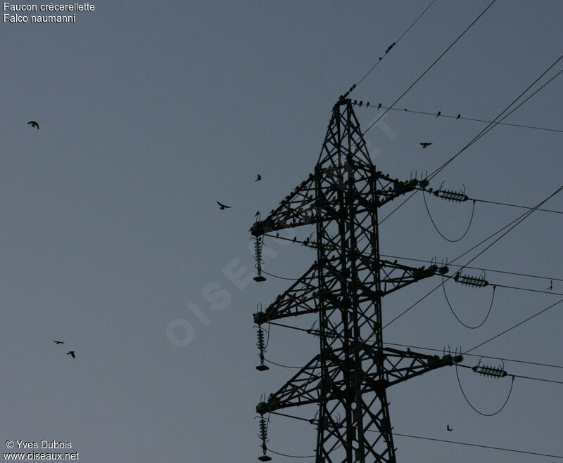 Lesser Kestrel