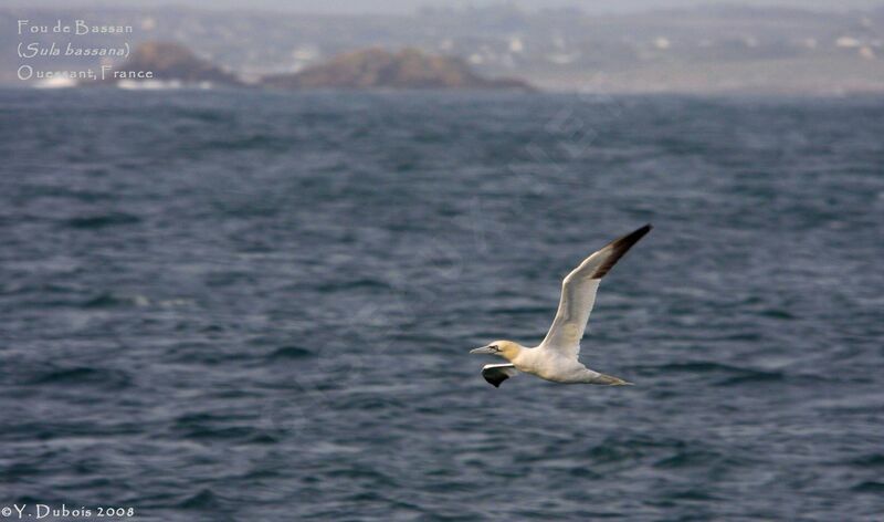 Northern Gannet