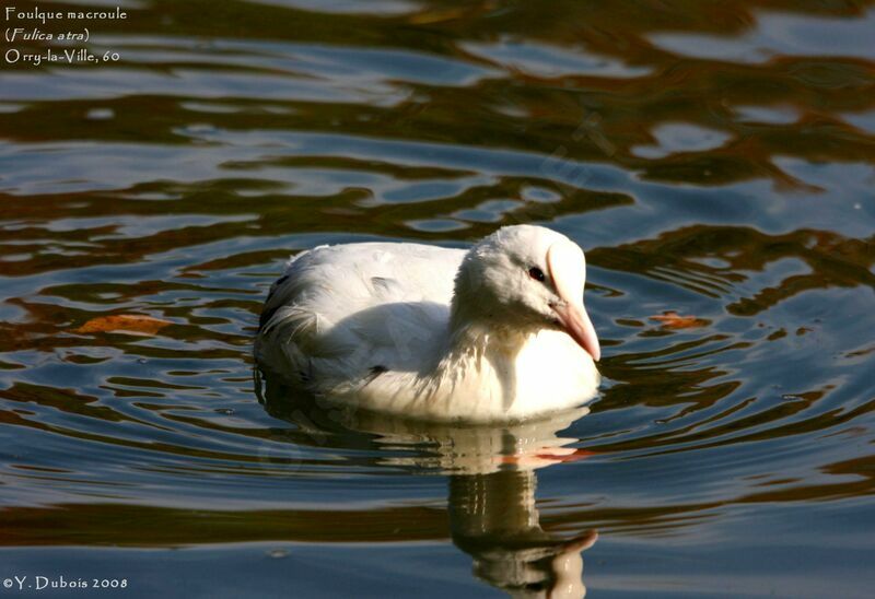 Eurasian Coot