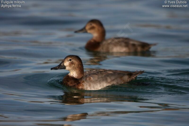 Common Pochard