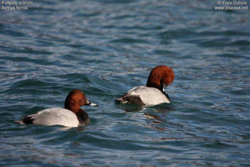 Common Pochard