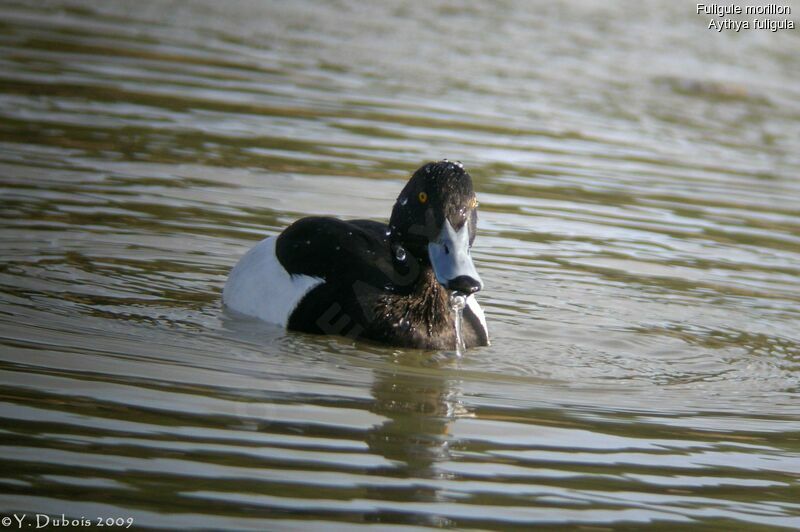 Tufted Duck