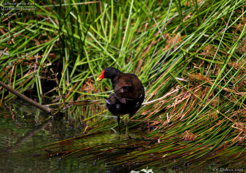 Common Moorhen