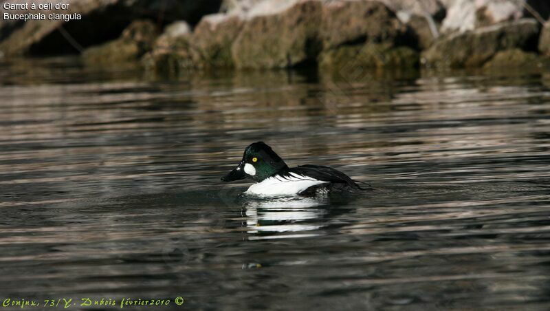 Common Goldeneye