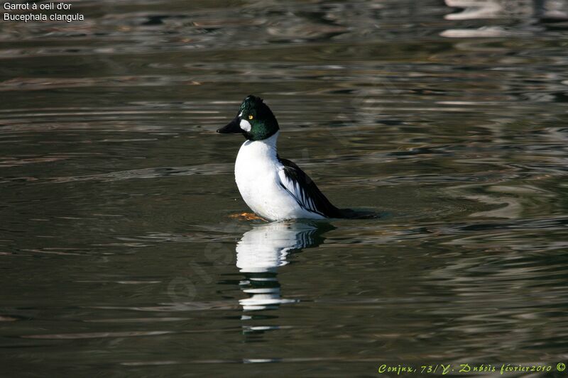 Common Goldeneye