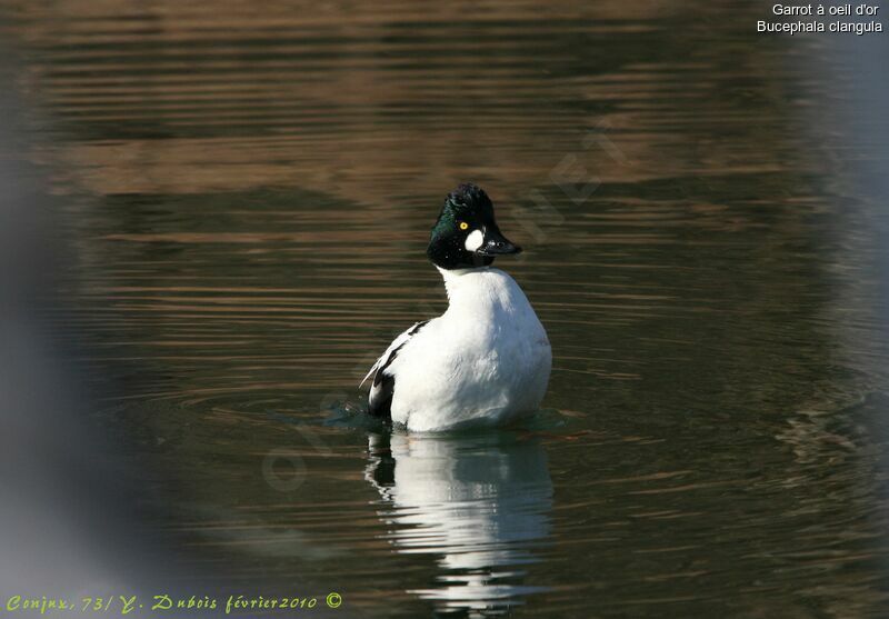 Common Goldeneye