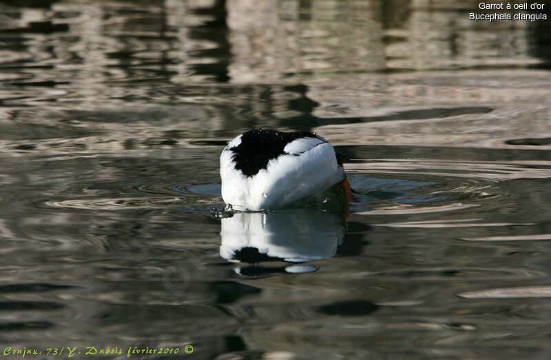 Common Goldeneye