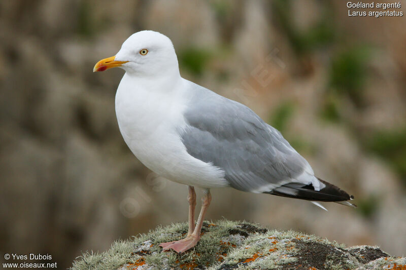 European Herring Gull