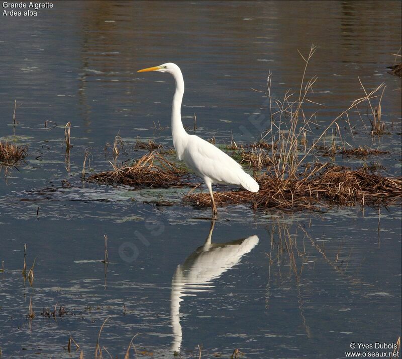 Great Egret