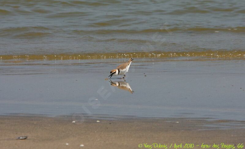 Kentish Plover