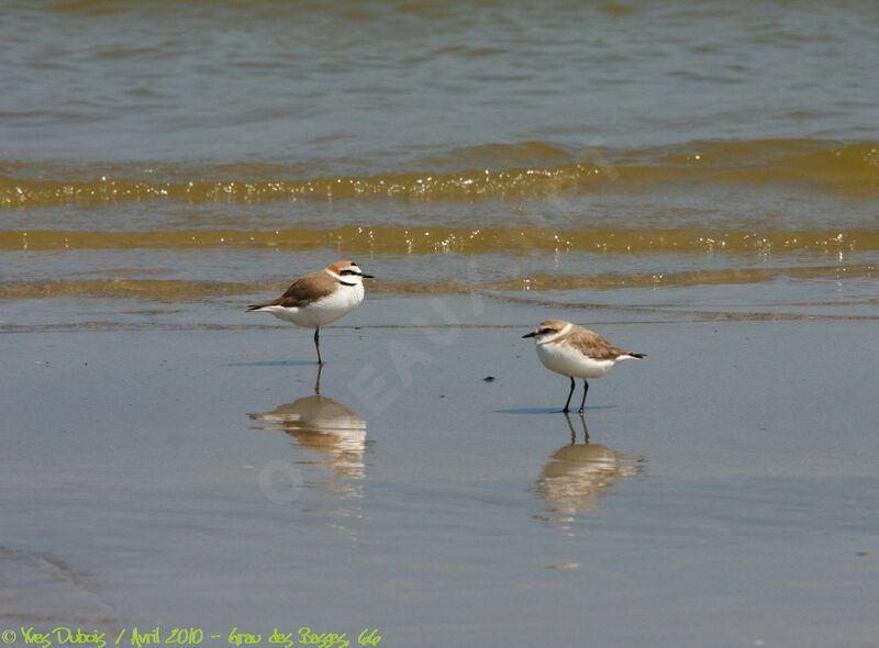 Kentish Plover