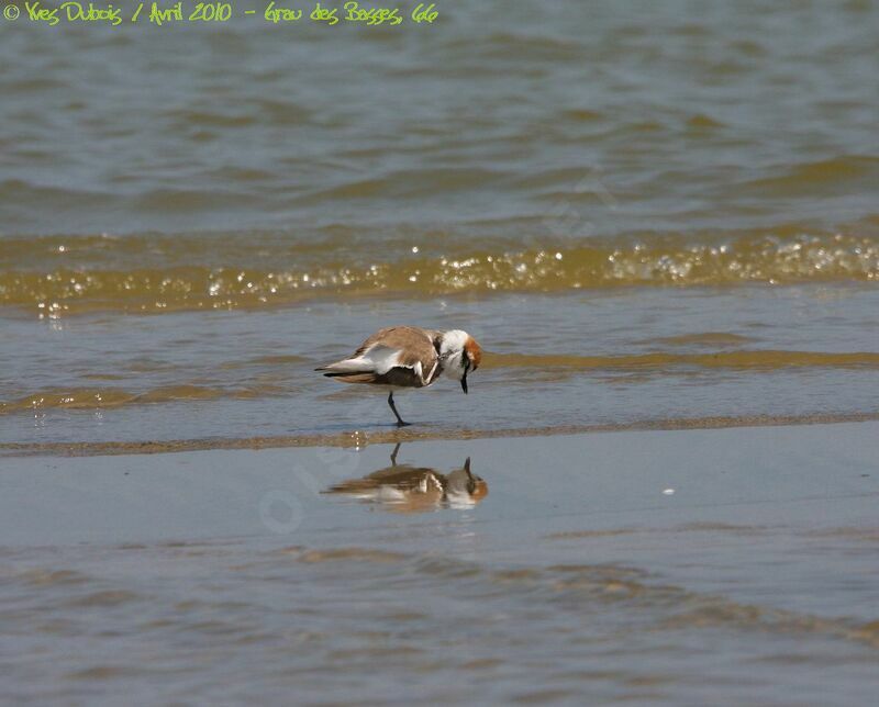 Kentish Plover