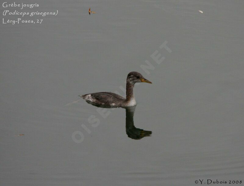 Grèbe jougrisjuvénile, identification