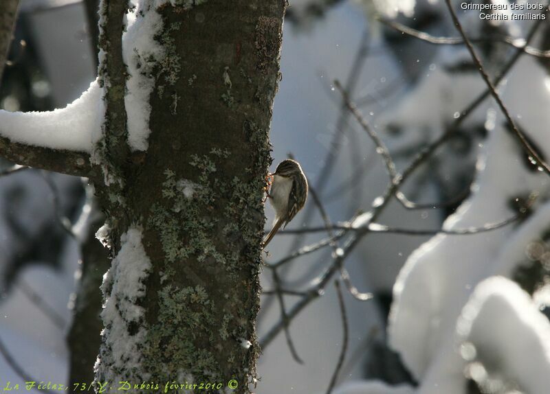 Eurasian Treecreeper