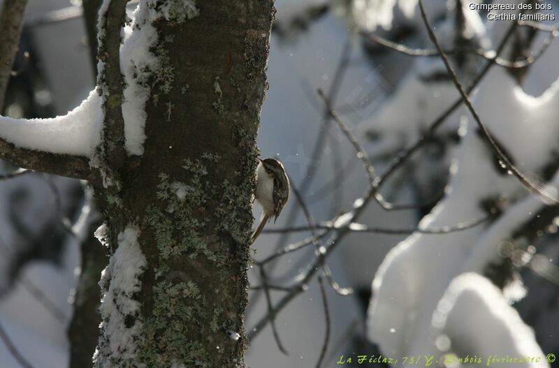 Grimpereau des bois