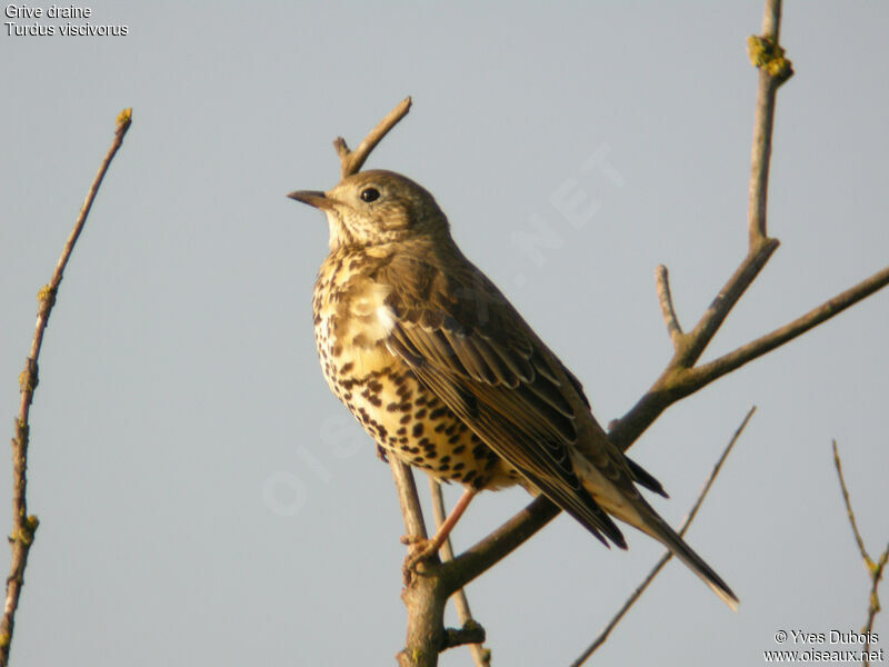 Mistle Thrush