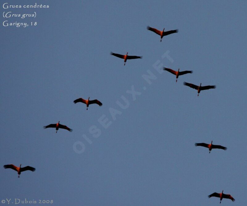 Common Crane