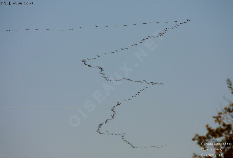 Common Crane