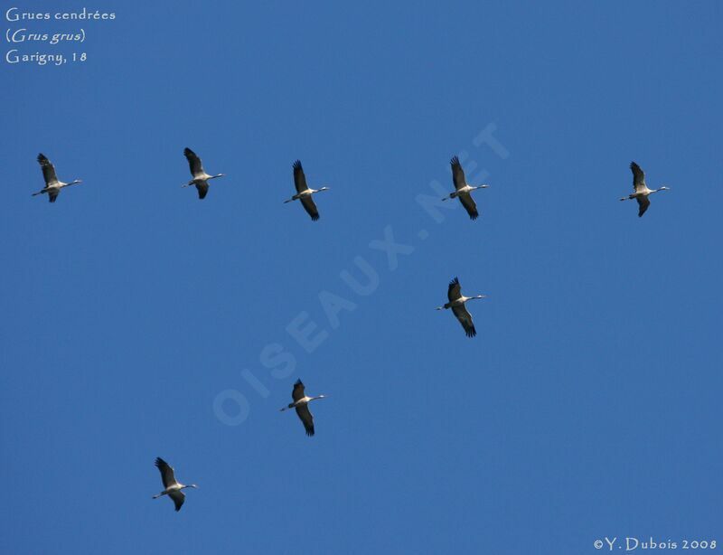 Common Crane