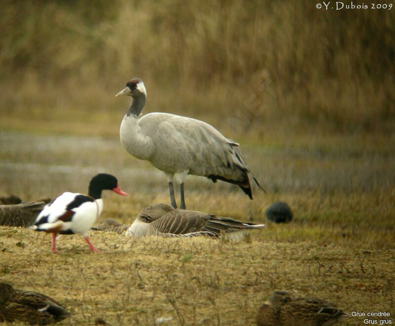 Common Crane