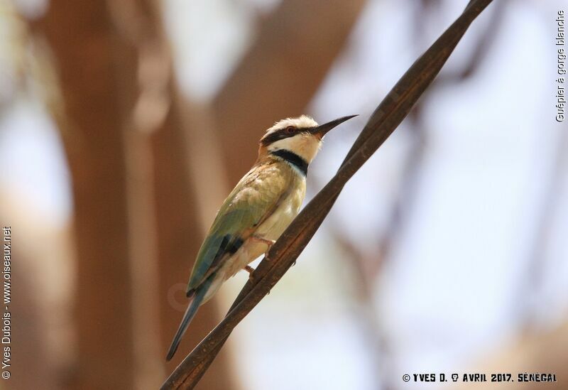 White-throated Bee-eater