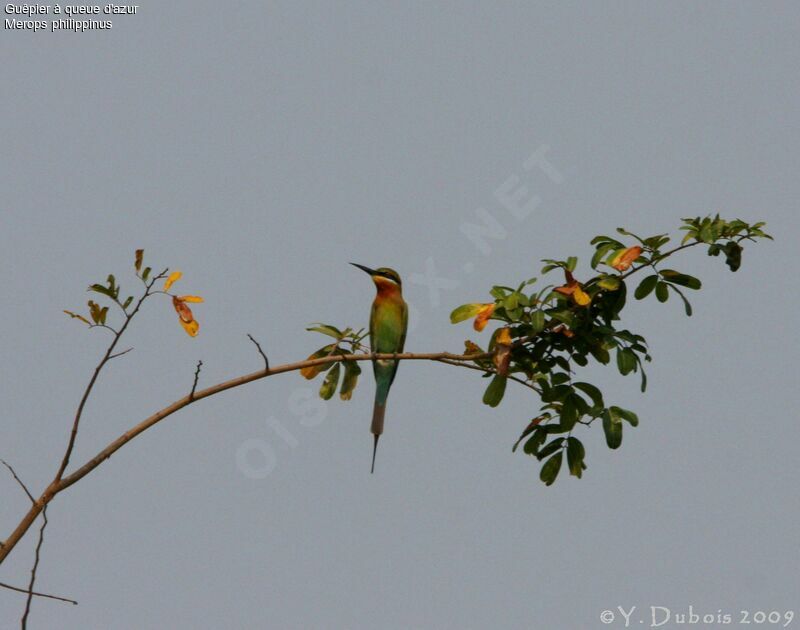 Blue-tailed Bee-eater