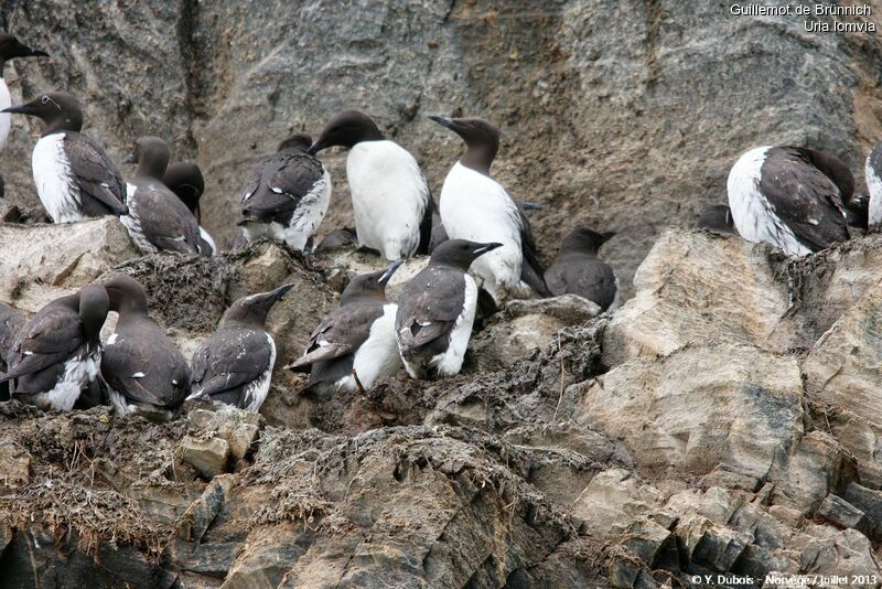 Thick-billed Murre