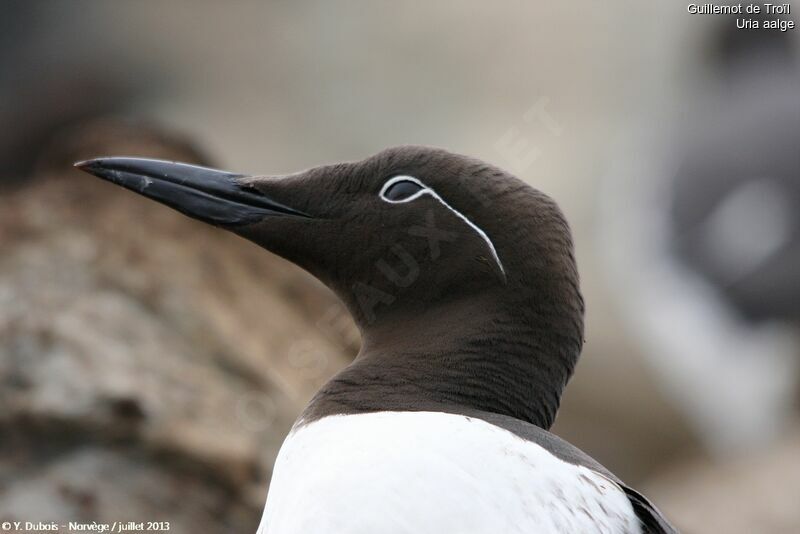 Common Murre