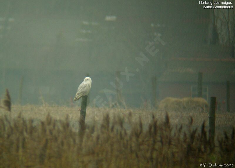 Harfang des neiges