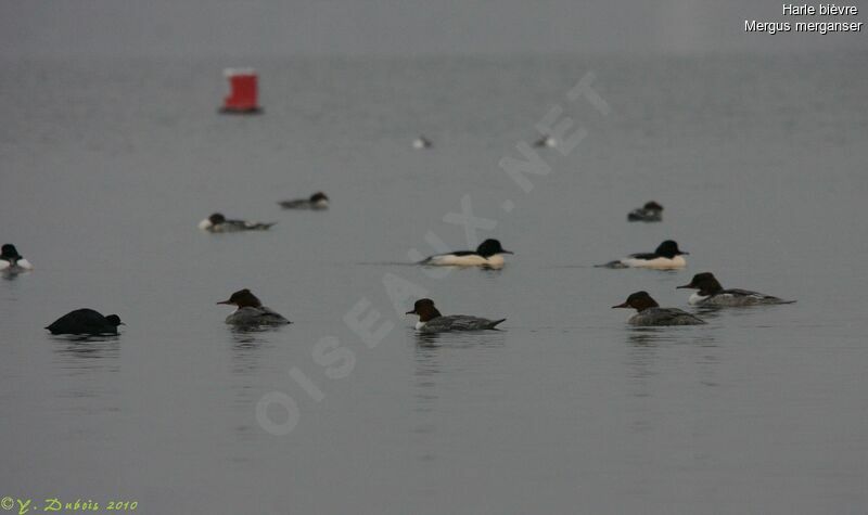 Common Merganser