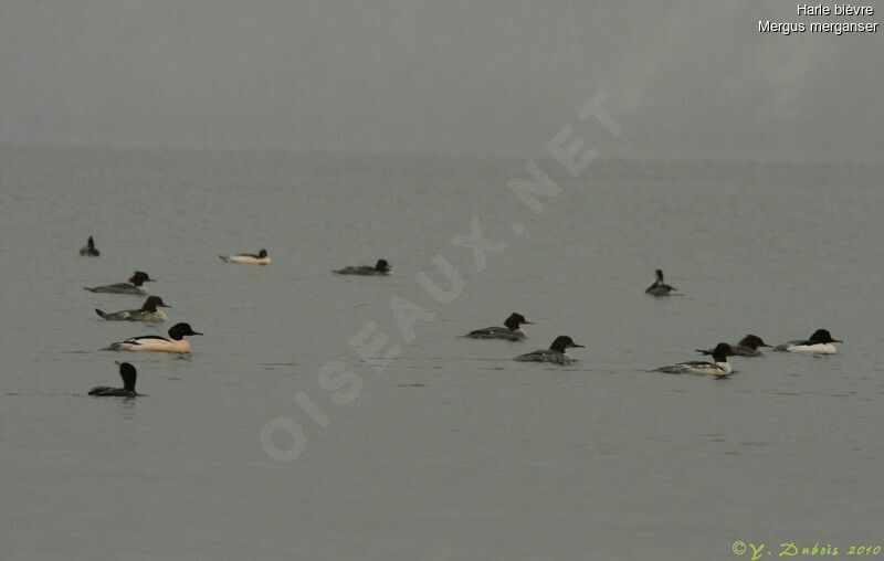 Common Merganser