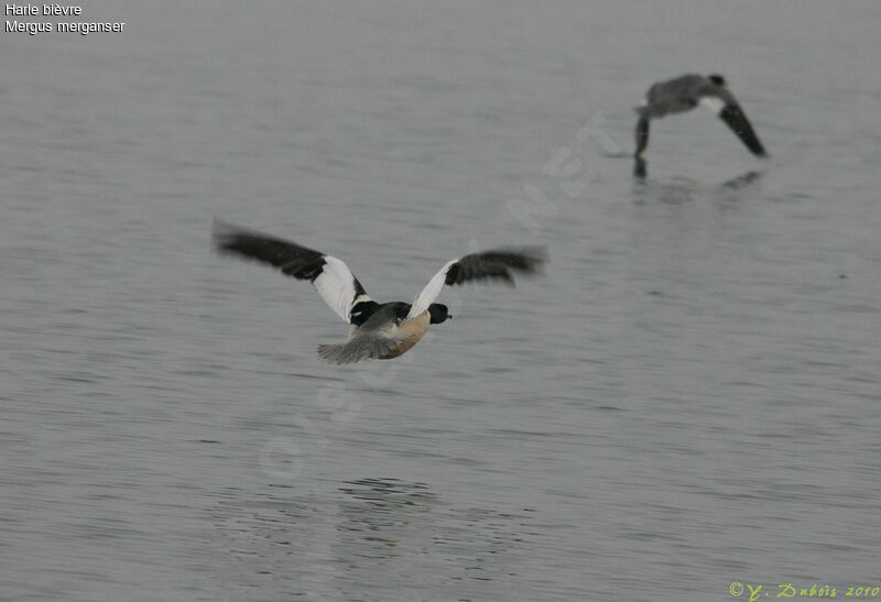 Common Merganser